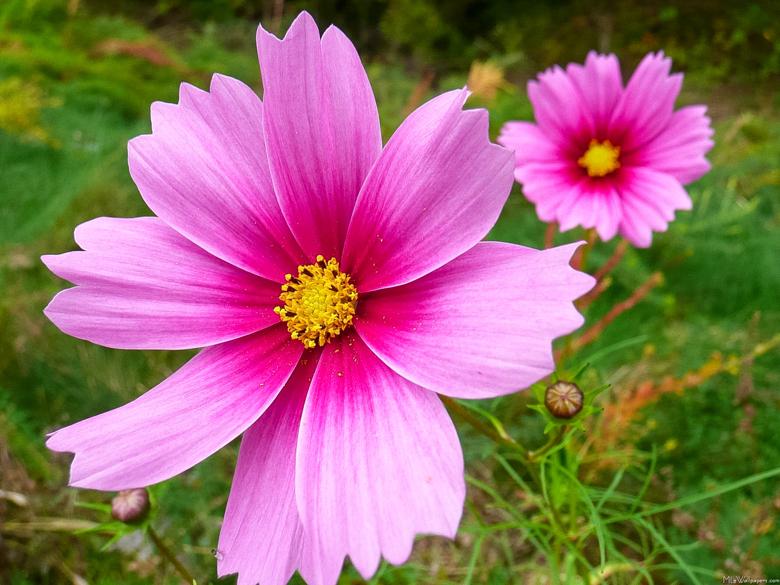 Calusa Garden Club of Marco Island