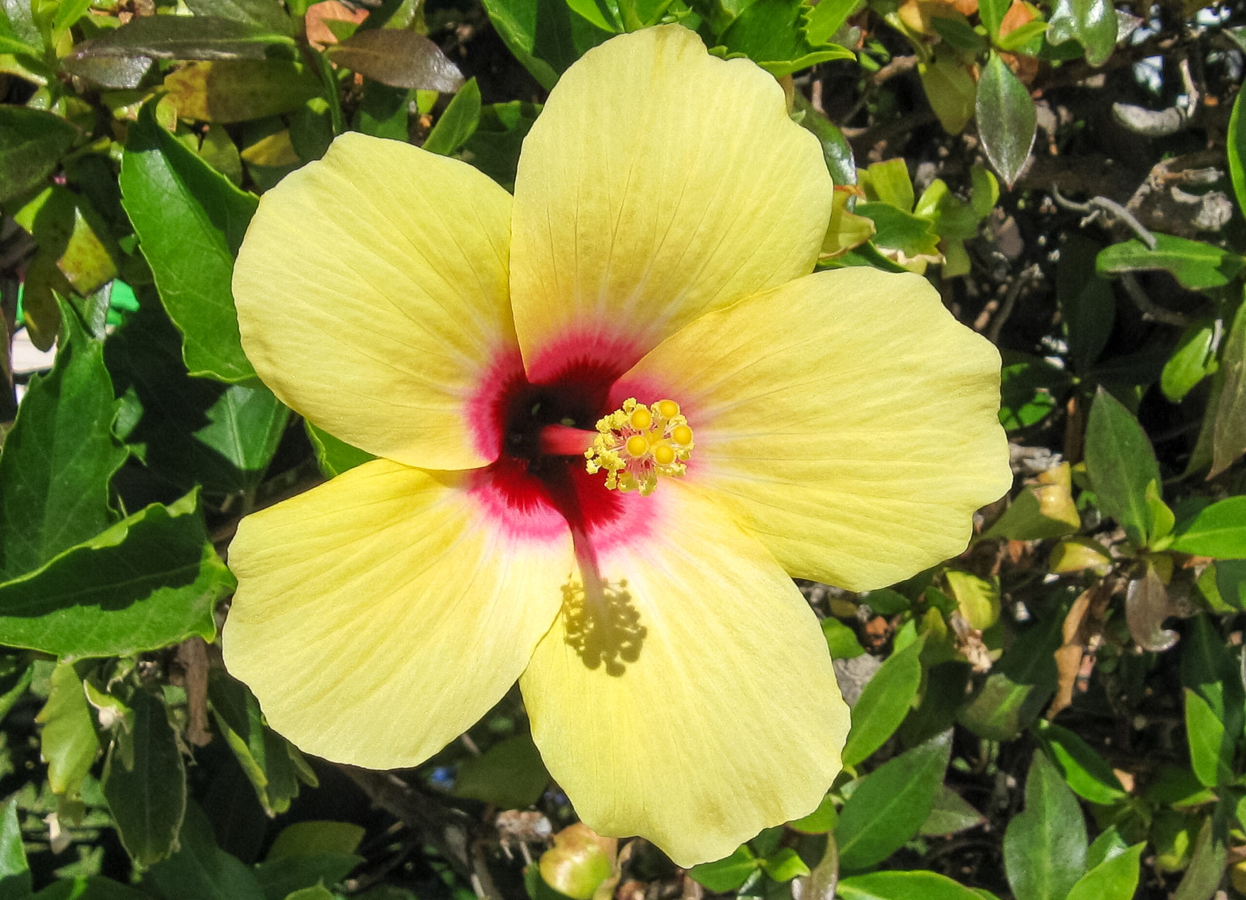 Calusa Garden Club of Marco Island