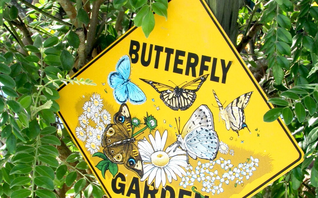 October 12 Meeting Features Butterfly Garden – –